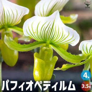 ITANSE パフィオペディルム 花苗 3.5号ポット/お買い得4個セット Paphiopedilum ガーデニング 鑑賞 イタンセ公式｜itanse