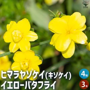 ITANSE ヒマラヤソケイ イエローバタフライ 花苗 3号ポット/お買い得4個セット ヒマラヤジャスミン キソケイ イタンセ公式