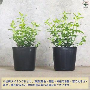 ITANSE ヒマラヤソケイ イエローバタフラ...の詳細画像2