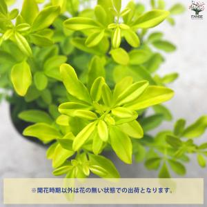 ITANSE ヒマラヤソケイ イエローバタフラ...の詳細画像3