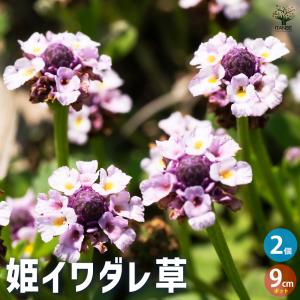 リピア（ヒメイワダレソウ） / 9.0cmポット （ 単 品 ） 苗 植木 苗木