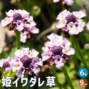 リピア（ヒメイワダレソウ） / 9.0cmポット （168本セット）（送料無料