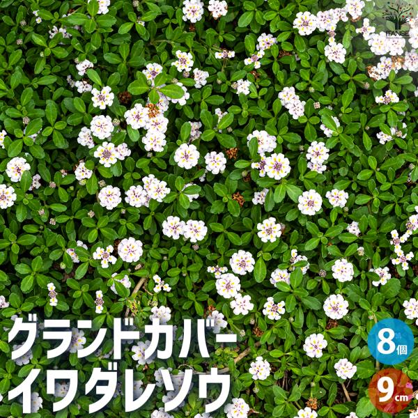 ITANSE グランドカバー イワダレソウ 花苗 9cmポット/お買い得8個セット 花の苗 カラーリ...