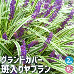 ITANSE グランドカバー 斑入りヤブラン 花...の商品画像
