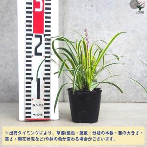 ITANSE グランドカバー 斑入りヤブラン ...の詳細画像1