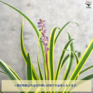ITANSE グランドカバー 斑入りヤブラン ...の詳細画像4