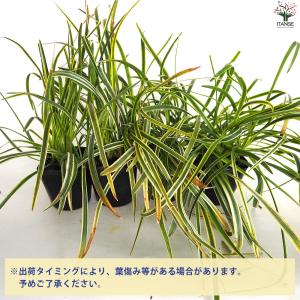 ITANSE グランドカバー 斑入りヤブラン ...の詳細画像3