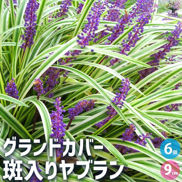 ITANSE グランドカバー 斑入りヤブラン 花苗 9cmポット/お買い得6個セット 花の苗 カラー...