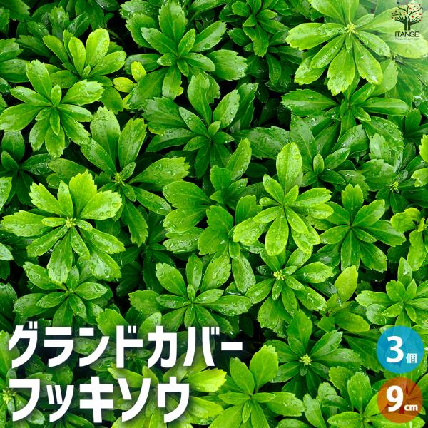 ITANSE グランドカバー フッキソウ 花苗 9cmポット/お買い得3個セット 花の苗 カラーリー...