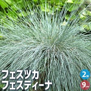 ITANSE フェスツカ フェスティーナ 花苗 9cmポット/お買い得2個セット カラーリーフ 常緑 寄植え 丈夫 イタンセ公式｜itanse