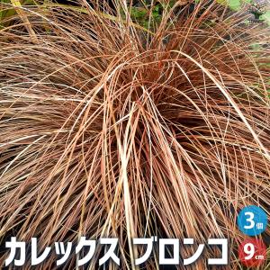 ITANSE カレックス ブロンコ 花苗 9cmポット/お買い得8個セット カラー