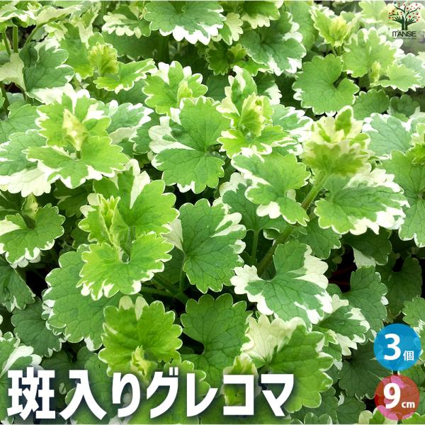 ITANSE 斑入りグレコマ 花苗 9cmポット/お買い得3個セット グランドカバー 垣通し 連銭草...