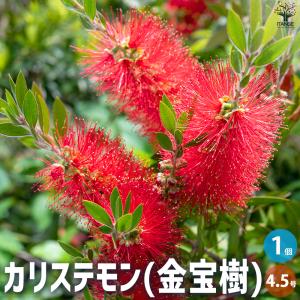 カリステモン ウィルダネスホワイト 花木苗 8号/1個売り ブラシノキ