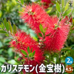 カリステモン ウィルダネスホワイト 花木苗 8号/1個売り ブラシノキ