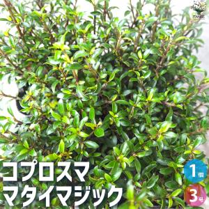 ダーウィニア プロセラ 5号鉢植え 爆買いweek : 苗木部 花ひろば