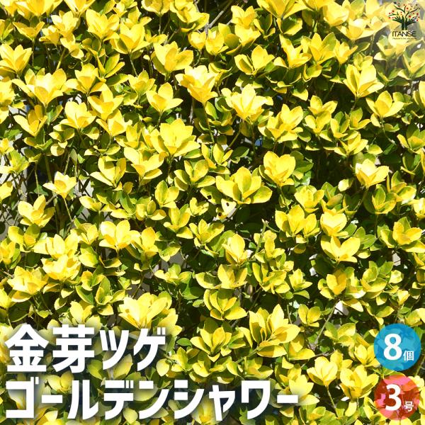 ITANSE 金芽ツゲ  ゴールデンシャワー 庭木 2.5号ポット/お買い得8個セット 金芽柘植 金...