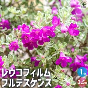 ITANSE レウコフィルム フルテスケンス 花苗 3.5号ポット/1個売り 花木の苗 花苗 花の苗 花 苗 イタンセ公式｜itanse