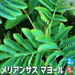 ITANSE メリアンサス マヨール 花苗 5号ポット/お買い得2個セット 花苗 花の苗 カラーリーフ イタンセ公式｜野菜苗・植物・青果物販売のITANSE