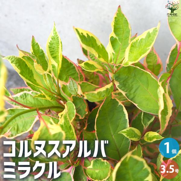 ITANSE コルヌスアルバ ミラクル 花苗 3.5号ポット/1個売り 花木 花木苗 サンゴミズキ ...