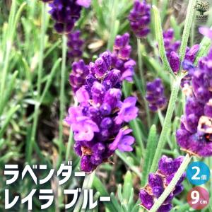 ITANSE ラベンダー  レイラ ブルー ハーブの苗 9cmポット/お買い得2個セット ハーブ苗 らべんだー 花苗  香り イタンセ公式｜itanse