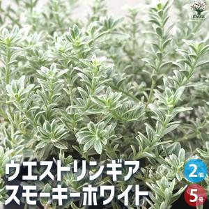 ウエストリンギア 斑入り ウエストリンギアスモーキーホワイト 8号 鉢