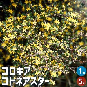 ITANSE コロキア コトネアスター 庭木 5号鉢/1個売り 花木 花木苗 カラーリーフ 低木 ガーデニング イタンセ公式