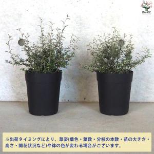 ITANSE コロキア コトネアスター 庭木 ...の詳細画像2