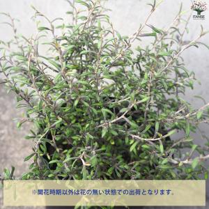ITANSE コロキア コトネアスター 庭木 ...の詳細画像3
