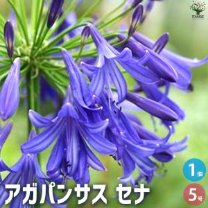 ITANSE アガパンサス セナ 花苗 5号鉢/1個売り 花の苗 ユリ 紫君子蘭 ガーデニング イタ...