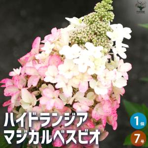 ITANSE アジサイの苗 コンペイトウ・スマイルブルー 庭木 5号鉢 1個