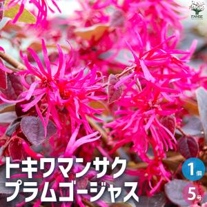 ITANSE トキワマンサク プラムゴージャス 花苗 5号ポット/1個売り 常盤万作 常盤満作 ガーデニング イタンセ公式