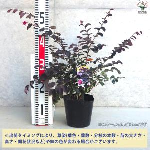 ITANSE トキワマンサク プラムゴージャス...の詳細画像1