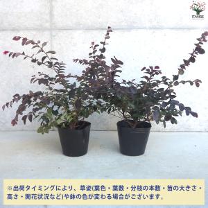 ITANSE トキワマンサク プラムゴージャス...の詳細画像2
