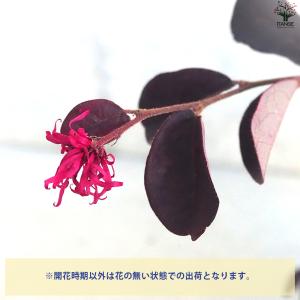 ITANSE トキワマンサク プラムゴージャス...の詳細画像3