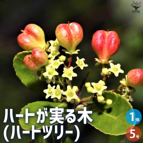 ITANSE ハートが実る木 庭木 5号鉢/1個売り 花木 花木苗 カラーリーフ 低木 盆栽 ガーデ...