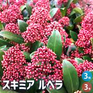 斑入り スキミア ペローサ 常緑底木 3.5寸 1鉢 : nico-flowers - 通販