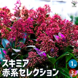 幻の原種クリスマスローズ チベタヌス（国内生産 実生苗）3寸ポット