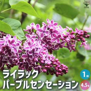 ライラック ピンク花 1.3m前後(根鉢含まず) シンボルツリー 落葉樹