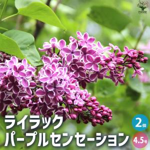 ライラック 苗 赤花 品種 センセーション 接木 ポット苗 観賞花木