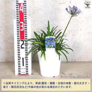 ITANSE アガパンサス サマーラブ ブルー...の詳細画像1
