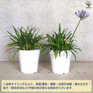 ITANSE アガパンサス サマーラブ ブルー...の詳細画像2