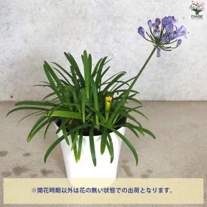 ITANSE アガパンサス サマーラブ ブルー...の詳細画像3