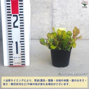 ITANSE アジュガ レプタンス 花苗 3〜...の詳細画像1