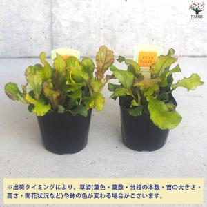 ITANSE アジュガ レプタンス 花苗 3〜...の詳細画像2