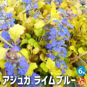 ITANSE アジュガ レプタンス 花苗 3〜3.5号ポット/お買い得6個セット アユガ 西洋キランソウ ガーデニングイタンセ公式
