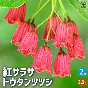 紅ドウダンツツジ ベニドウダン 根巻き苗 : 苗木部 花ひろばオンライン
