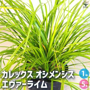 ITANSE カレックス オシメンシス エヴァー...の商品画像