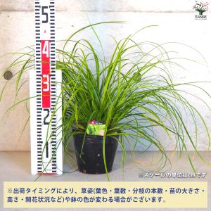 ITANSE カレックス オシメンシス エヴァ...の詳細画像1