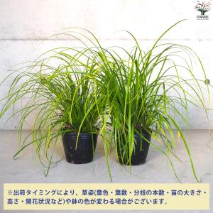 ITANSE カレックス オシメンシス エヴァ...の詳細画像2