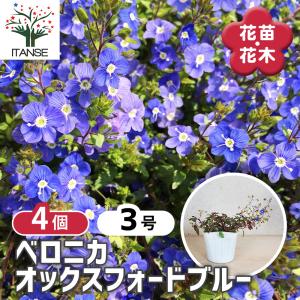 ITANSE ベロニカ オックスフォードブルー 花苗 3号ポット/お買い得4個セット オオバコ ゴマノハグサ クワガタソー